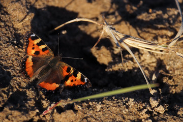 Aglais urticae, Nymphalis urticae. Macro. Butterfly on the bare stems of the grasses and late flowers