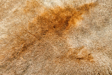 lion animal brown fur background texture material for fashion design natural color pattern close up macro view wild cat mammal furry hair winter cold season warm wear © vaalaa