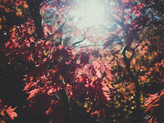 Close up shot of Acer leaves during Autumn 