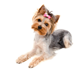 Beautiful funny puppy yorkshire terrier with bow isolated on a white