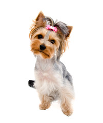 Beautiful funny puppy yorkshire terrier with bow isolated on a white