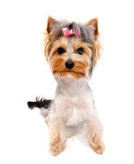 Beautiful funny puppy yorkshire terrier with bow isolated on a white