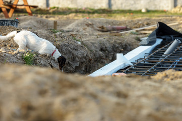 dog at the construction site