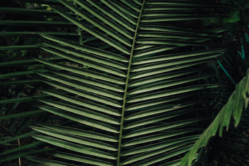 palm straw with cold green and yellow tones