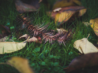 fallen leaves on ground during autumn in the UK 2018
