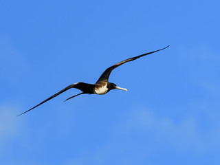 Magnificent Frigatebird in Flight on Blue Sky