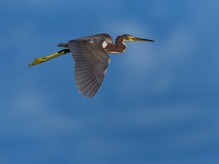 Tricolored Heron in Flight on Blue Sky