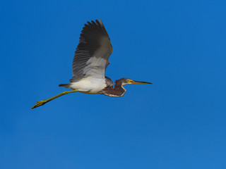Tricolored Heron in Flight on Blue Sky