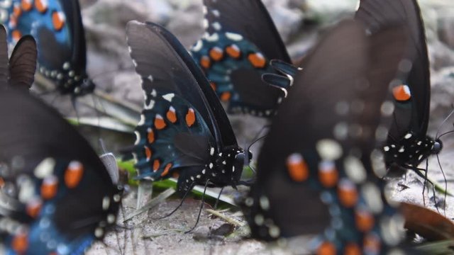 Pipevine Swallowtail Butterfly Close Up