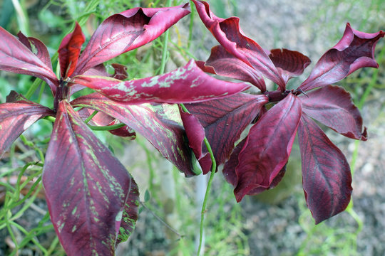 Synadenium grantii rubra leaves