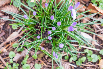 Violet crocuses in spring in the forest on a meadow