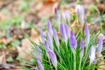Violet crocuses in spring in the forest on a meadow
