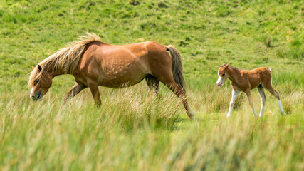 A horse and a foal on a meadow