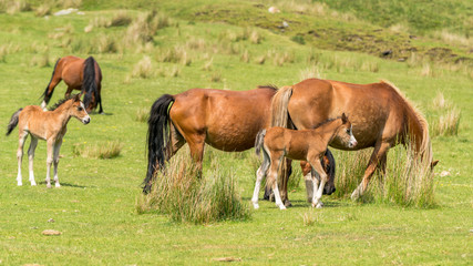 Horses and foals on a meadow