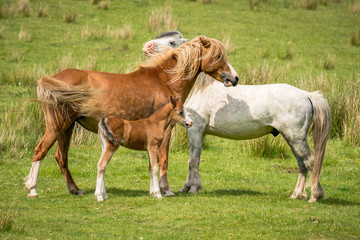 Horses and foals on a meadow