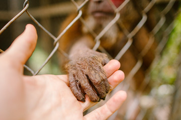 Monkeys in the outside will
