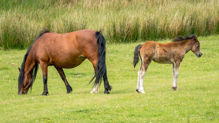 A horse and a foal on a meadow