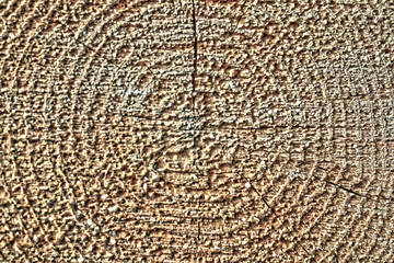 The texture of sawn wood. Abstract pattern on the cut.