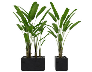 plant 3d render  on white  background