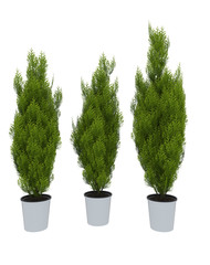 tree 3d render  on white  background