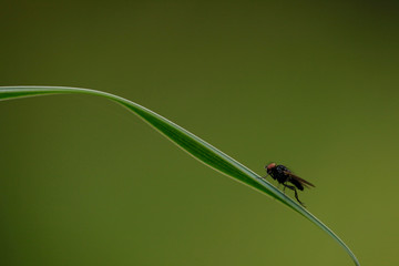 mouche sur une herbe