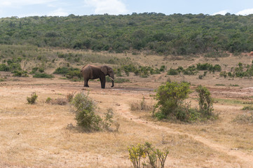 Single african elephant bull drinking from waterhole in African wilderness