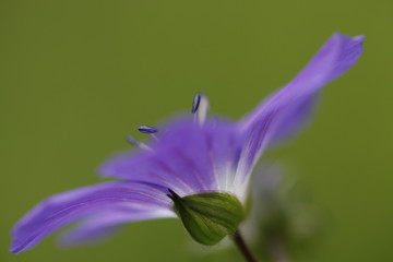 fleur violette
