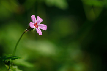 fleur mauve