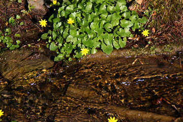 Gelbe Sumpfdotterblumenblüten