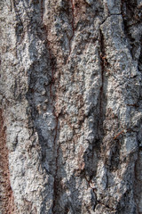 The bark of Konara oak ( Quercus serrata)