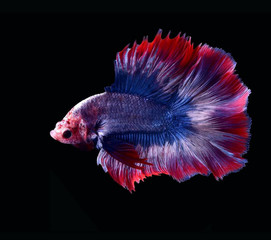 Betta Siamese fighting fish, Betta splendens Pla-kad (biting fish) Thai, trey krem Khmer, popular aquarium fish. Red white half moon long delta rose tail Betta fighting motion isolated on black