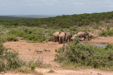 Obraz premium Wild african elephants and warthogs near waterhole dam