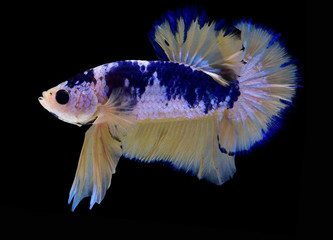 Betta Siamese fighting fish, Betta splendens Pla-kad (biting fish) Thai, trey krem Khmer, popular aquarium fish. Red white half moon long delta rose tail Betta fighting motion isolated on black