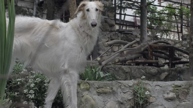 A beautiful white borzoi looks at the camera