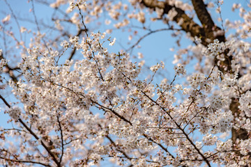 Sakura (Cherry Blossom)  blooming in spring around Ueno Park in Tokyo , Japan.