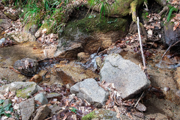 浅い小川の清流　The clear shallow brook