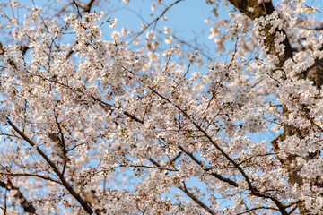 Fototapeta premium Sakura (Cherry Blossom) blooming in spring around Ueno Park in Tokyo , Japan.