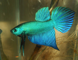 fighting fish  betta thailand 