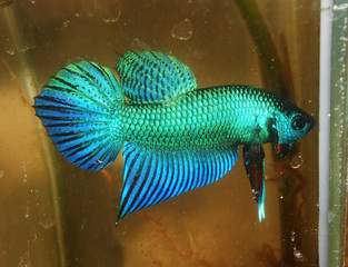 fighting fish  betta thailand 