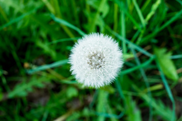Pusteblume
