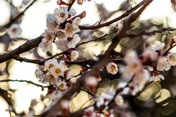 White flower close up in bloom on a branch with white sunlight backlit