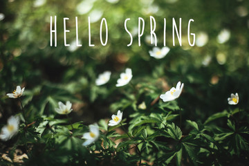 Hello Spring text, sign on anemones flowers in sunny spring woods. Fresh first white flowers in the forest. Springtime. Selective focus.  Space for text. Environment protection