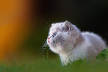 Kitten beobachtet Sonnenuntergang 