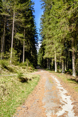 Waldweg Abzweigung