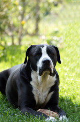 Schwarze Bulldogge liegt auf der grünen Wiese