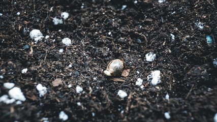 Planting marijuana seed in the ground. Cannabis growing indoor