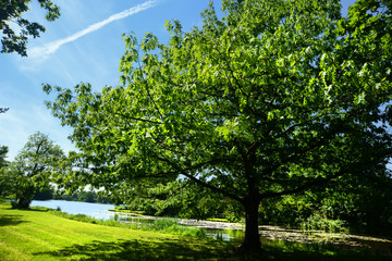 Fototapeta premium Landschaft 722