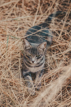cat relaxing in the grass