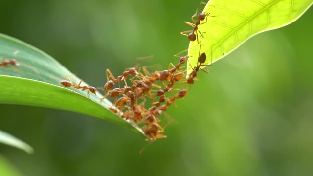 Ant action standing.Ant bridge unity team,Concept team work together