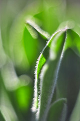 Closeup of young green sprouts